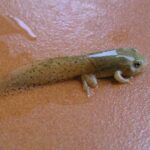 Oksigen sensoru amfibiyaların əzalarını niyə bərpa etdiyini, məməlilərin isə bunu edə bilmədiyini izah etməyə kömək edir