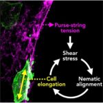 Marsın maqnitoquyruğunun qanadlanmasına səbəb olan nədir? İki kosmik gəmi maqnit yenidən birləşməsinə işarə edir
