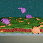 Astronomlar ultra zəif cırtdan peyk qalaktikası olan Andromeda XXXVI-nı kəşf etdilər