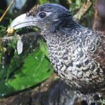 “Kök hüceyrələrinin yoxlanılması məntəqəsi” kök hüceyrələrinin kimliyini idarə etməyə kömək edir