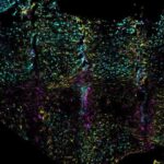 Bol mineralda altermaqnetizmin təsdiqlənməsi