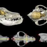 Pataqoniyadakı ən qədim dəfn Cənubi Amerikanın Atlantik sahili boyunca erkən insan məskunlaşmasını göstərir