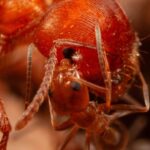 Ultra dəqiq hidrogen ölçmələri gözləniləndən daha kiçik bir nüvəni təsdiqlədikcə 16 illik proton sirrinin açılması