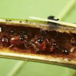 Hava çirkliliyi ilə migren aktivliyinin artması