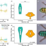 “Resurs lənəti”: Təbii ehtiyatların bolluğu niyə ikiüzlü qılınc ola bilər?