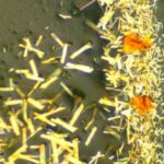 Tədqiqat xərçəng immunoterapiyasında immun hüceyrələrinin tükənməsində əsas zülalı müəyyən edir