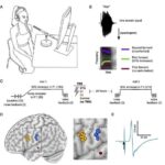 Sərhədlərdən kənarda: Metaverse istehsalı rəqəmsal əkizlər üzərində qurulmuş süni intellektlə əlaqəli yerli istehsalı nəzərdə tutur