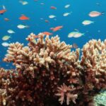 Kozumel cırtdan tülkü iyirmi ildən sonra ilk təsdiqlənmiş fotolarda yenidən peyda oldu