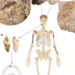 Nanomühəndislik materialları otaq temperaturunda hidrogen saxlaya və buraxa bilər