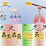 Genom aləti, DNT qırılmaları olmadan böyük genetik ardıcıllıqları dəqiq şəkildə düyü və tütündə yerləşdirir