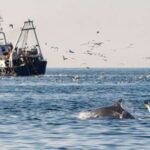Plastik şüşəyə ilişib qalmış üzgüçü xərçəngi iki ay dənizdə sağ qaldı