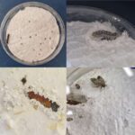 Bulanıq genom sərhədləri Alzheimer biologiyasının yeni bir təbəqəsi olaraq ortaya çıxır