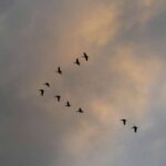 Kvant xətasının korreksiyasından yaranan cazibə qüvvəsinə qədər: QLab-da holoqrafik kainatların araşdırılması