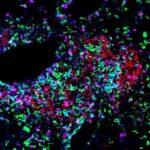 Avstraliya torpağında antibiotiklərə davamlı gen tapıldı