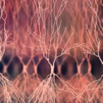 Bu protein olmadan zədələnmiş əzələ yağ və çapıq toxumasına çevrilir